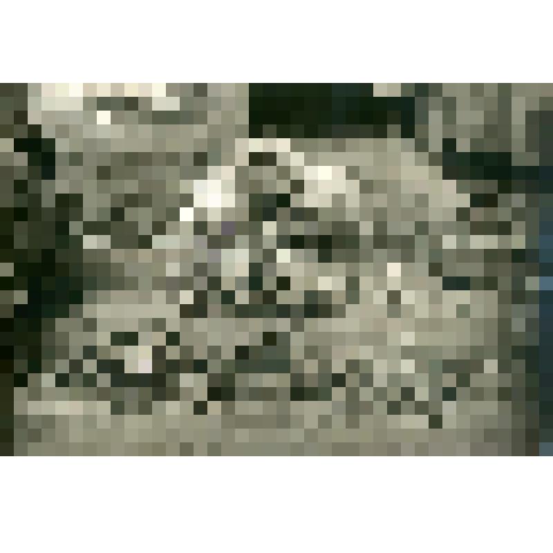 Фотография. Образцы овощей из первой партии, отправляемой из Якутска в низовья реки Лены на рыбные промыслы в Булун. с. Павловское