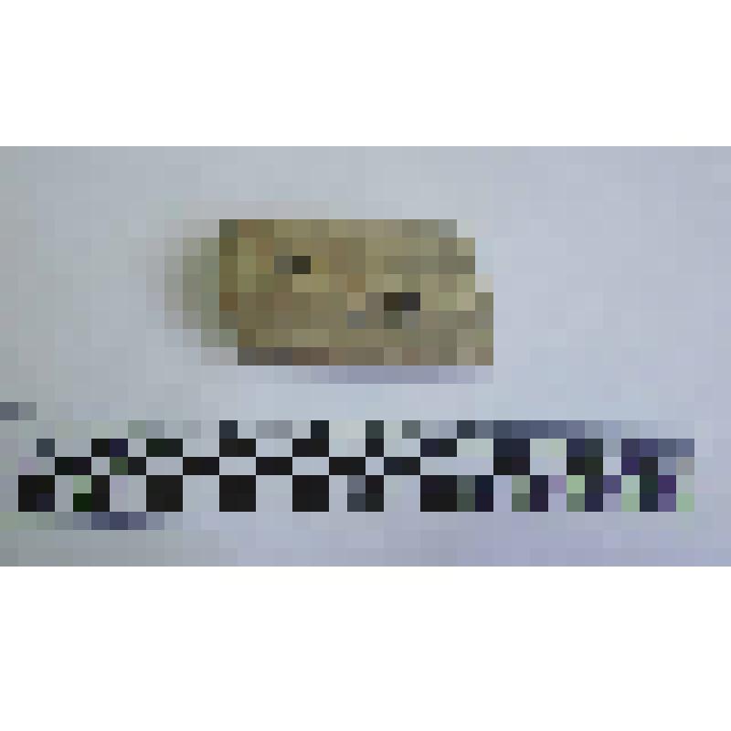 Ручка амфоры типа Зеест 72