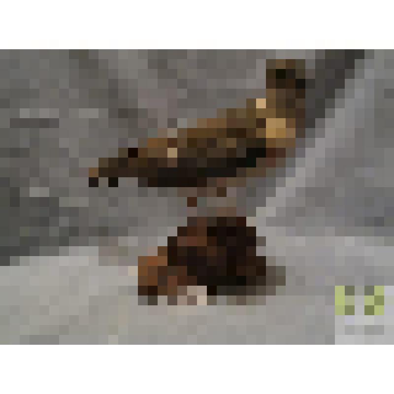 Ястреб - перепелятник (Accipiter nisus)