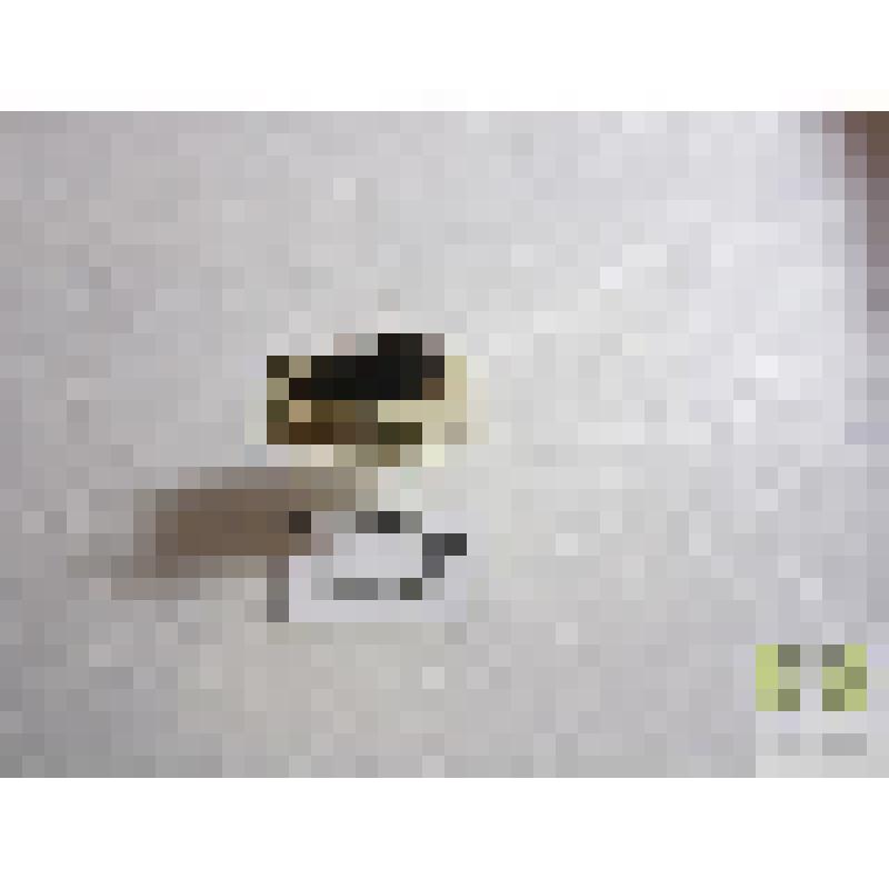 Краснолоб лесной  (Anisodactylus nemorivagus Duft.)