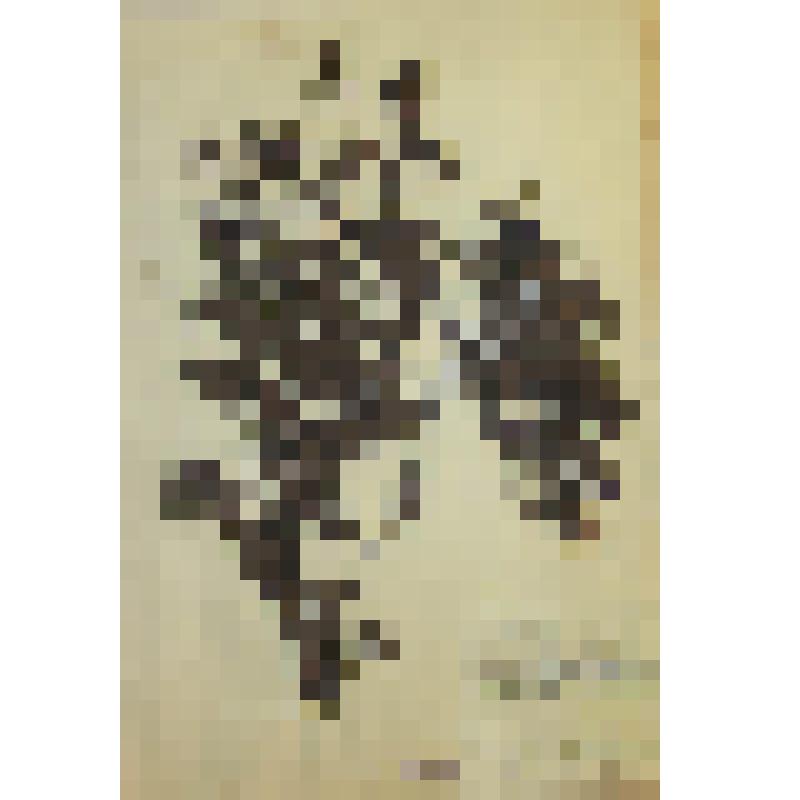 Чина чёрная Lathyrus niger L