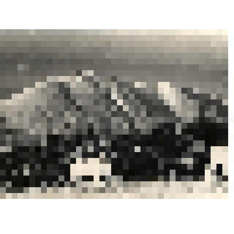 "Оленье стадо в корале". Фотография черно-белая