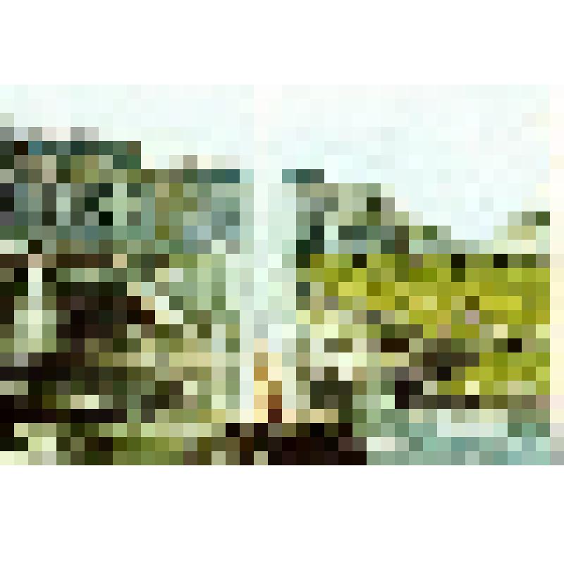 Открытка. Петродворец. Большой каскад