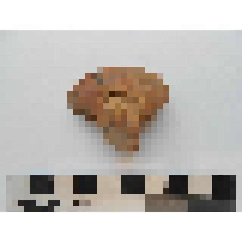 Археология. Кость животного (плюсневая ?)