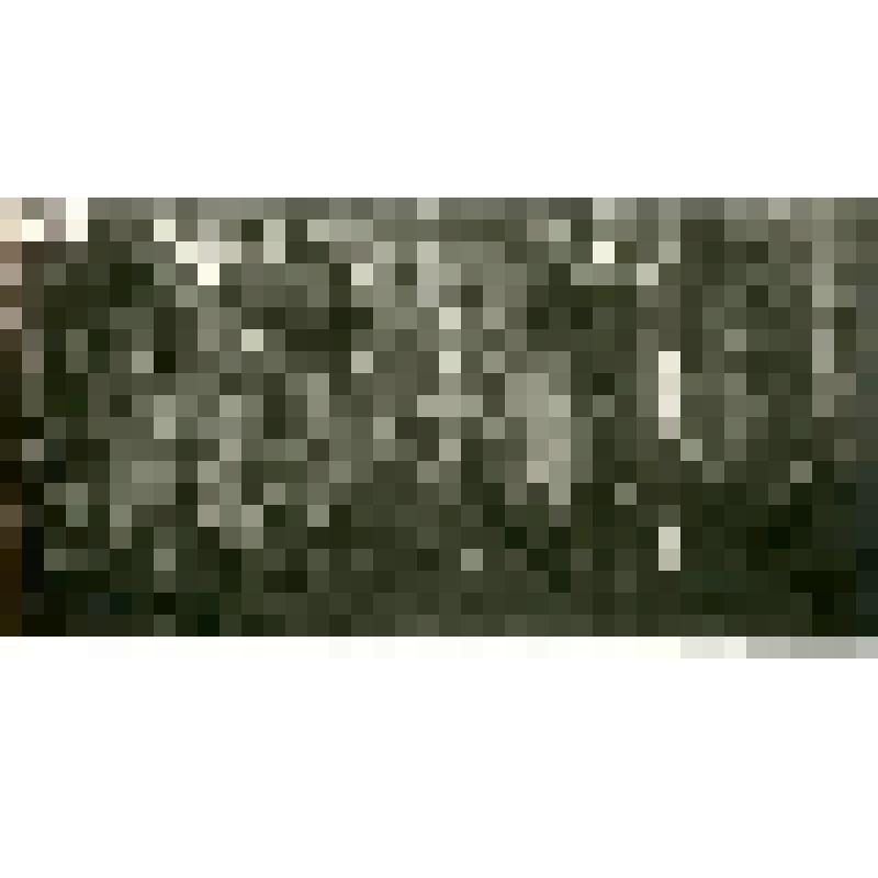 Фотография. Смешанное березо-лиственничное насаждение с подростом из Аянской ели по правому берегу р.Алдан, при подъеме на Учурский хребет