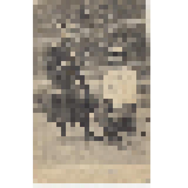 Почтовая карточка "Казаки - Les Cjsaques. №40"