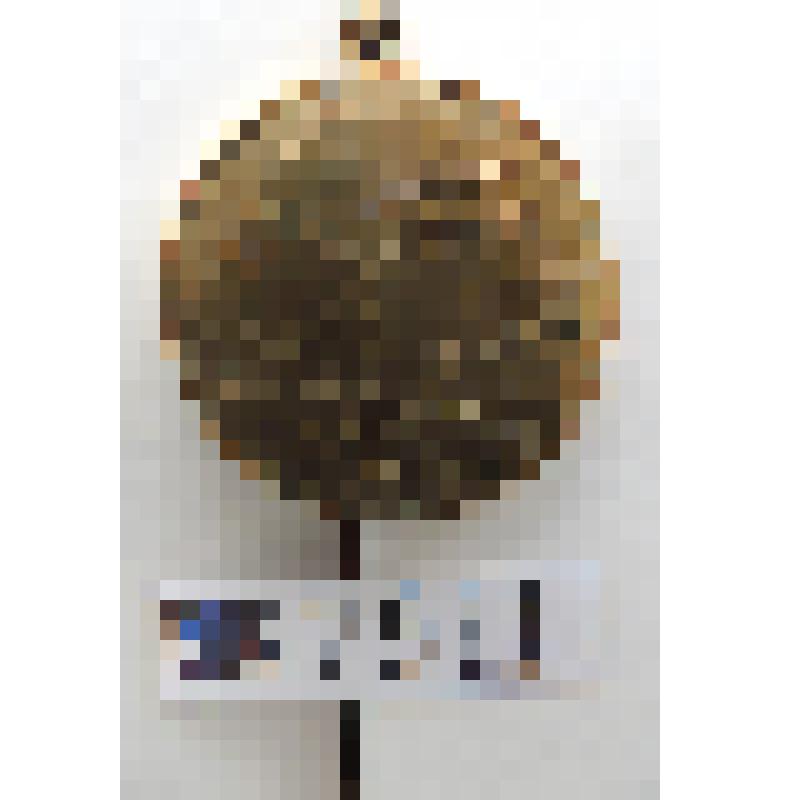 Юбилейная медаль «60 лет Вооруженных сил СССР» Смеленского В.З