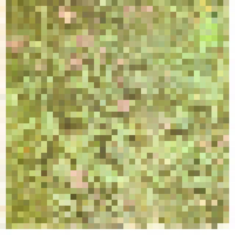 Песни Алексея МАжукова