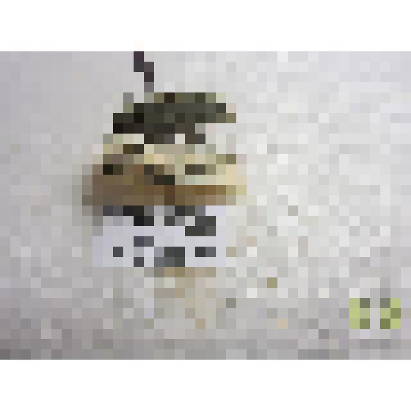 Скрипун продырявленный (Saperda perforata)