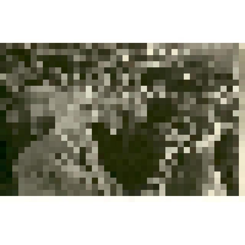 Фотография. Хохлов С.С. на юбилее Артисевич В.А., заведующей научной библиотекой СГУ, из коллекции материалов Хохлова Сергея Спиридоновича (1910-1974), саратовского ученого-генетика, доктора биологических наук, профессора, зав.кафедрой генетики и дарвиниз