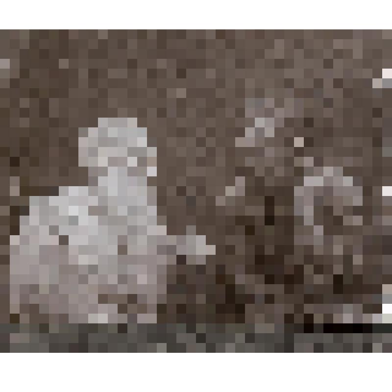 Л.Н.Толстой и Лев Рыжий