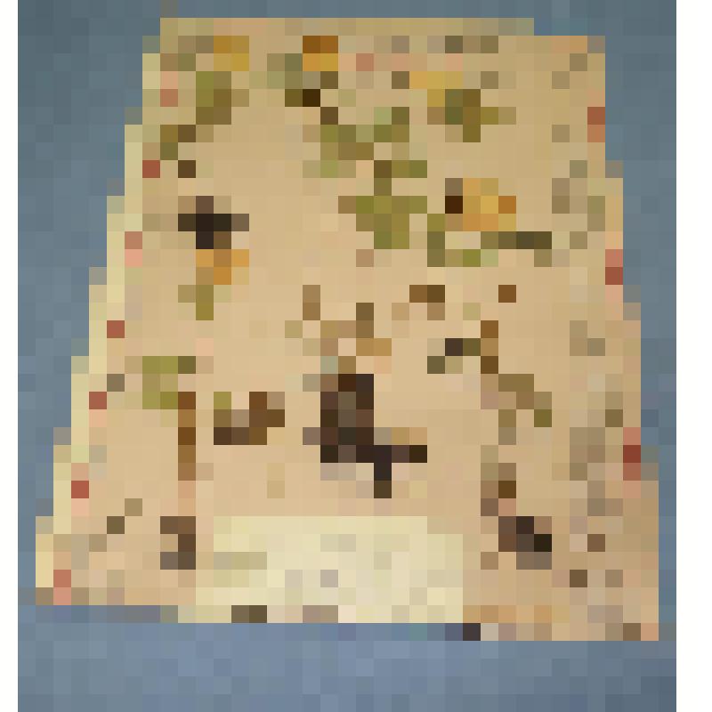 Ботаническая коллекция. Купальница  азиатская, на гербарном листе,  Боградский  район, станция Сон, юго-восточнее 3 км, елово-лиственичный лес. Rapunculaceae Frollius asifticus Z