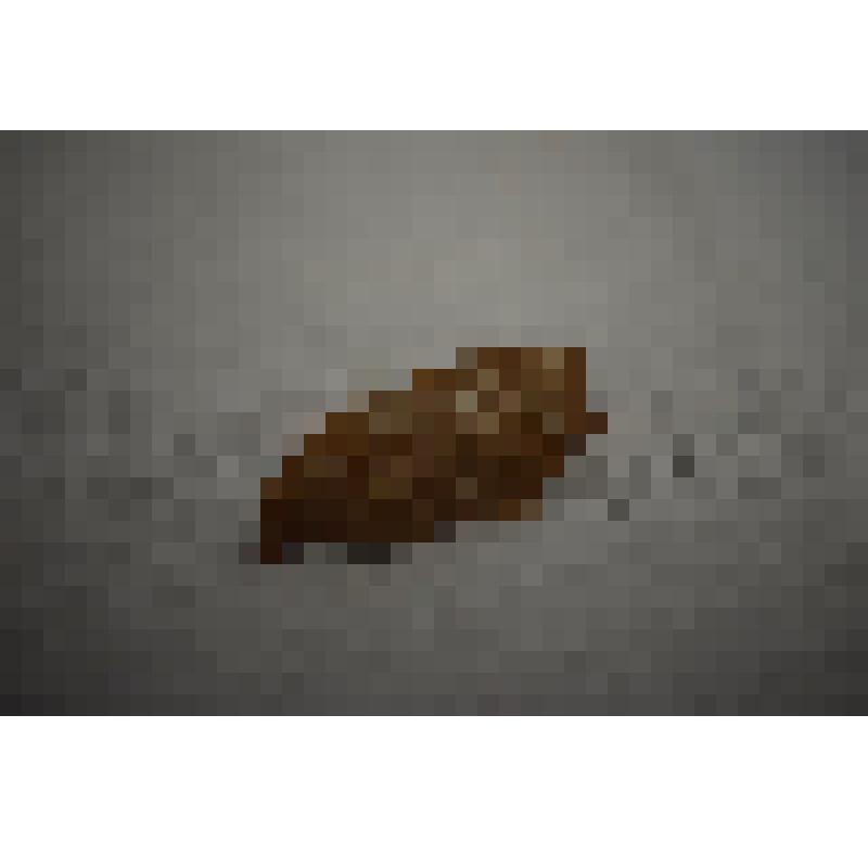 Отпечаток колоний мшанок на горной породе