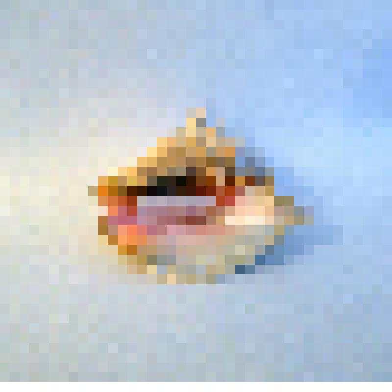 Стромбус гигантский - брюхоногий моллюск