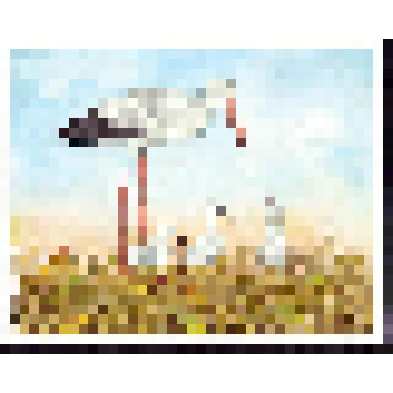 Самка аиста и три аистёнка (с.10)