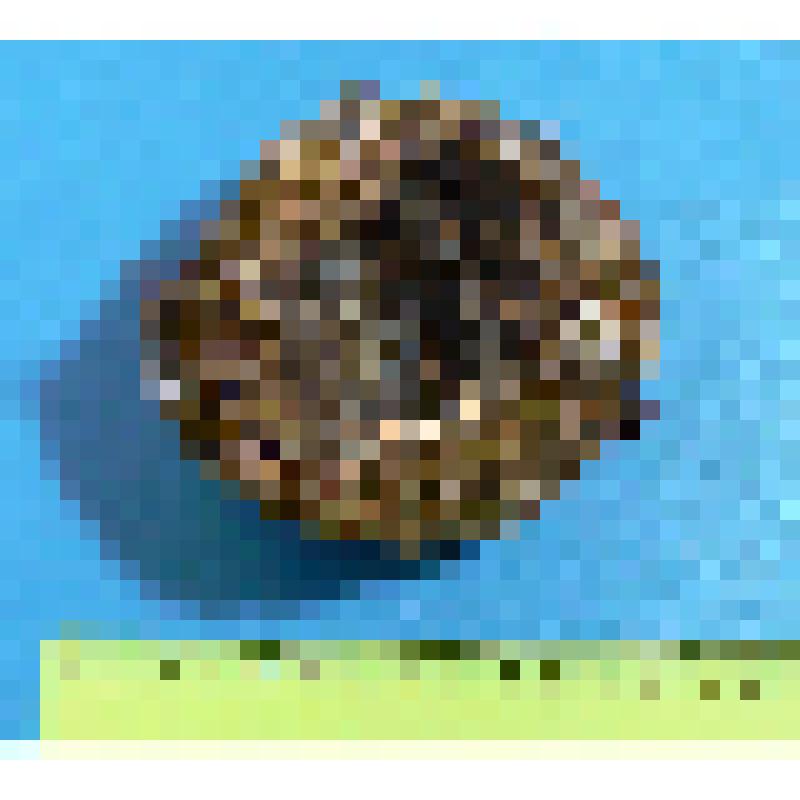 Гнездо зяблика с 6 яйцами. Fringilla coelebs L