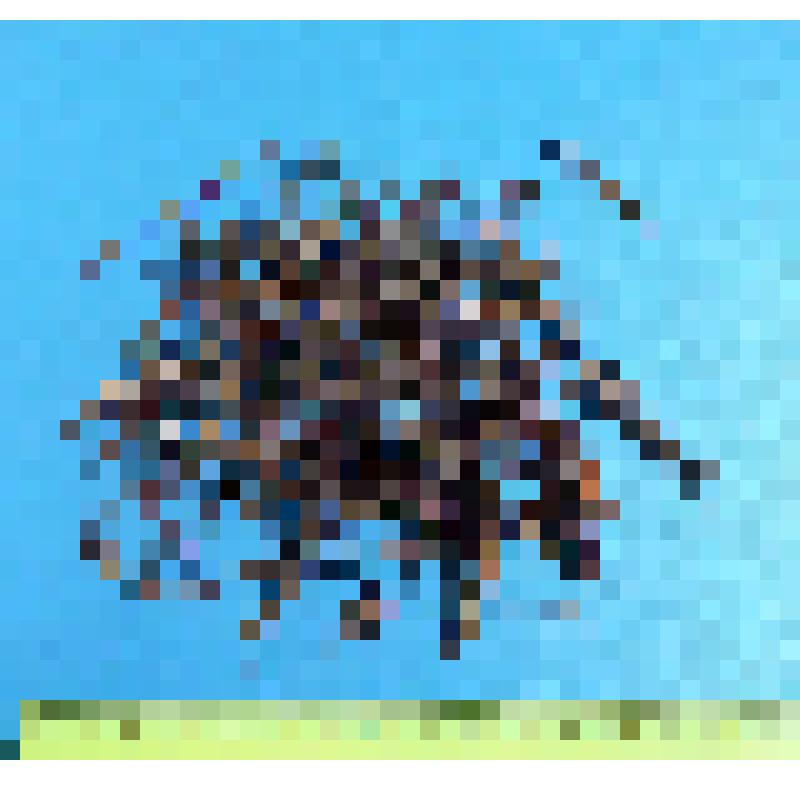 Кладка перепелятника из 4 яиц с частью материала гнезда. Accipiter nisus (L.)