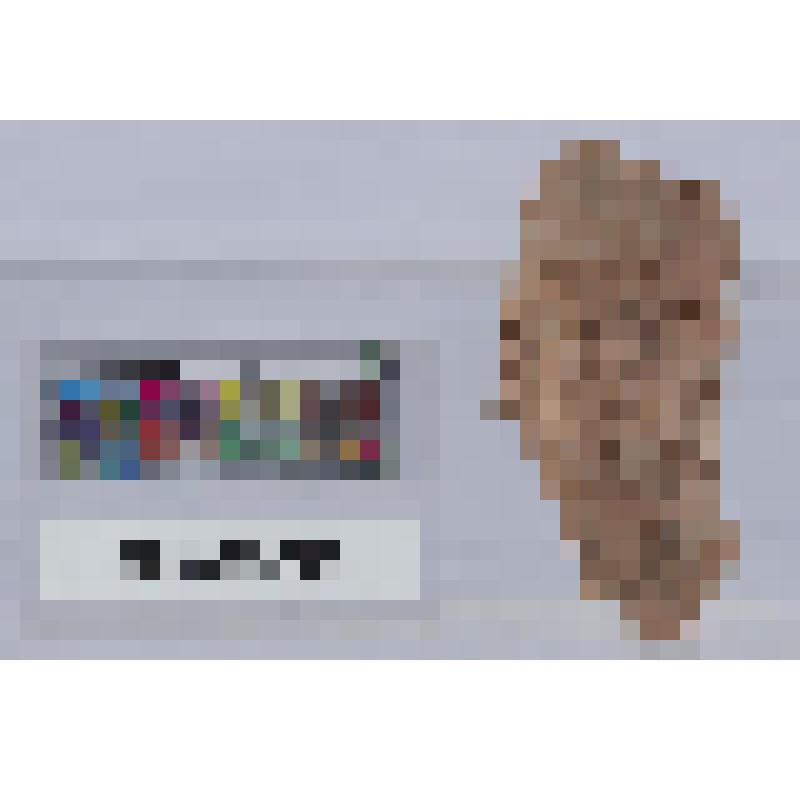 Головка от протомы богини в стефане