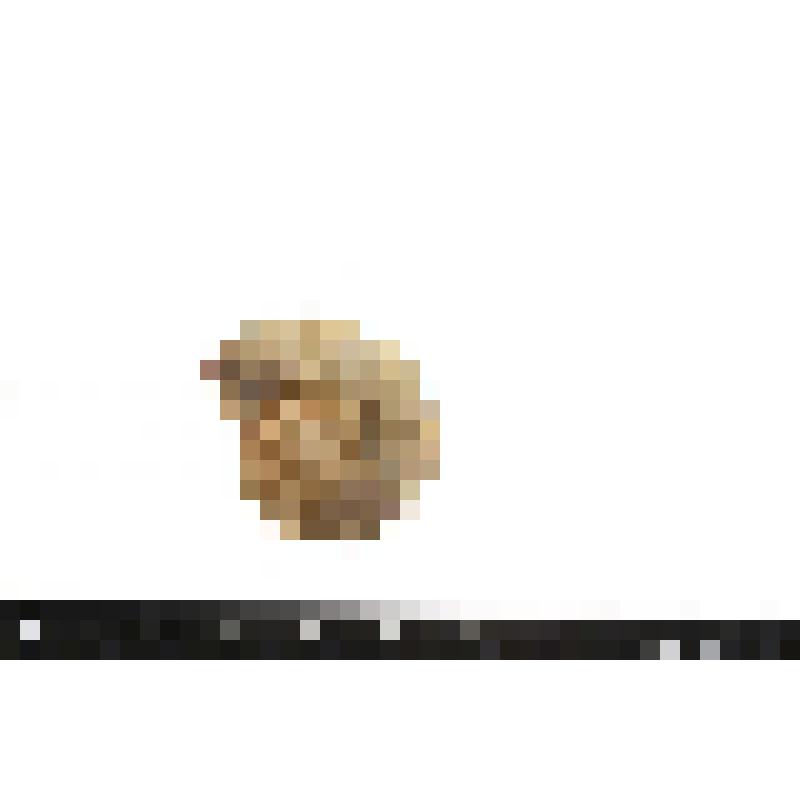 Аммонит. Pavlovia sp. Раковина