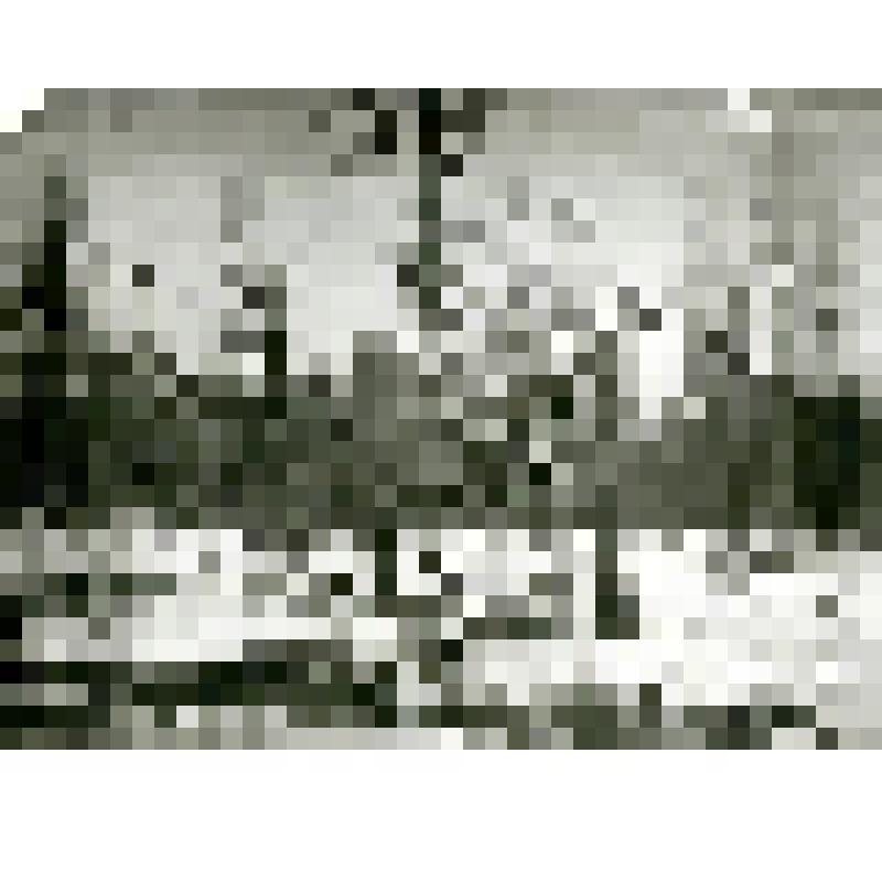 Фотография. Оставленные в тайге нарты