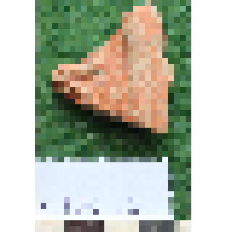 Обломок краснолакового блюда с частью рельефа