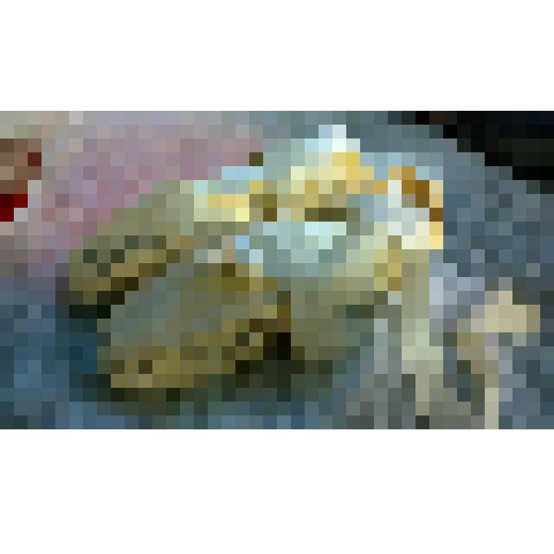 Пуанты  Максимовой.Е.С. Бежевые. С автографом