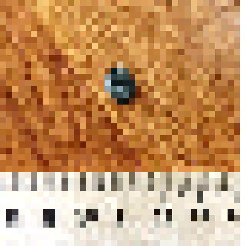 Монета 1 копейка