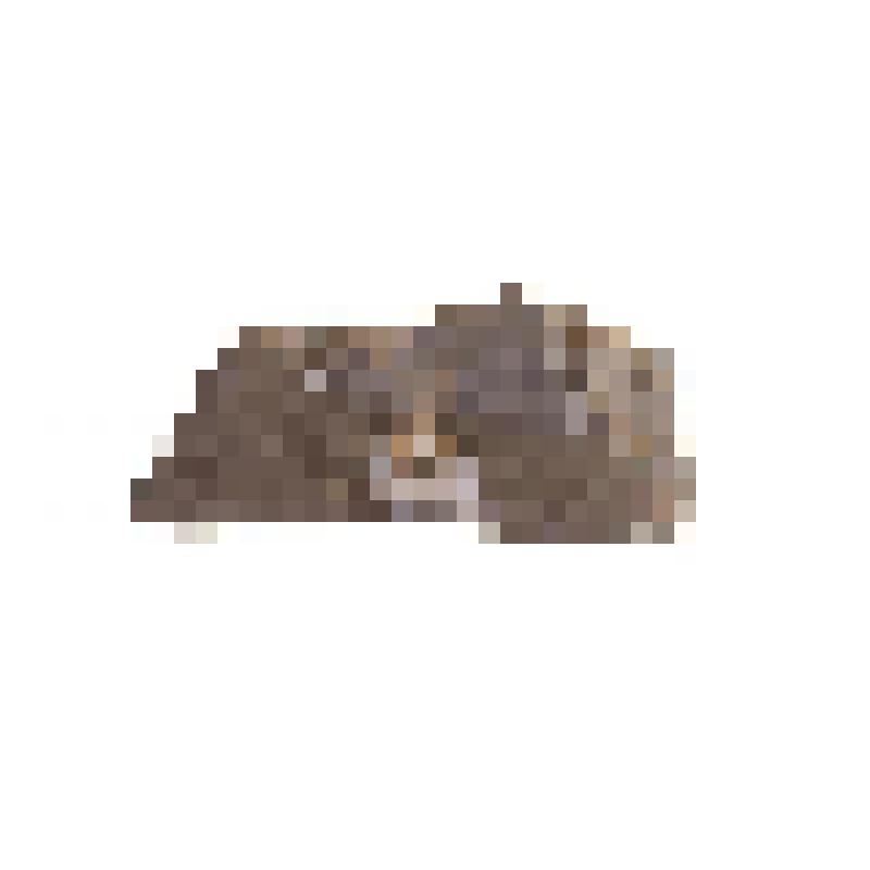 Тип брахиоподы. Brachiopoda. Отпечаток