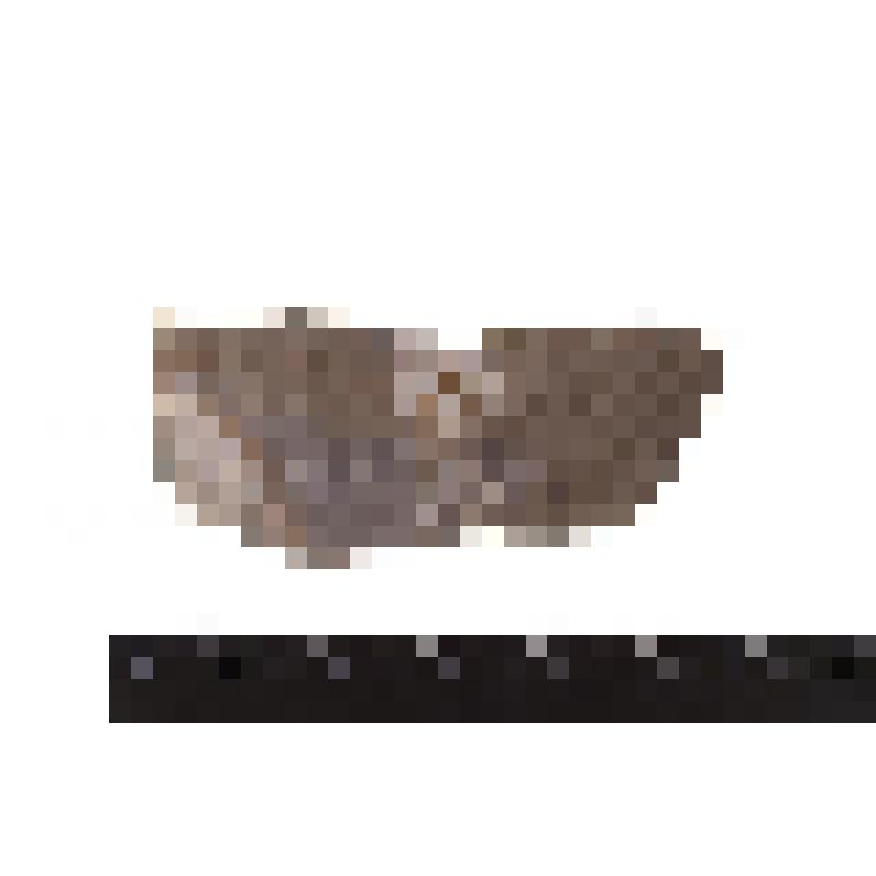 Тип брахиоподы. Brachiopoda. Отпечаток