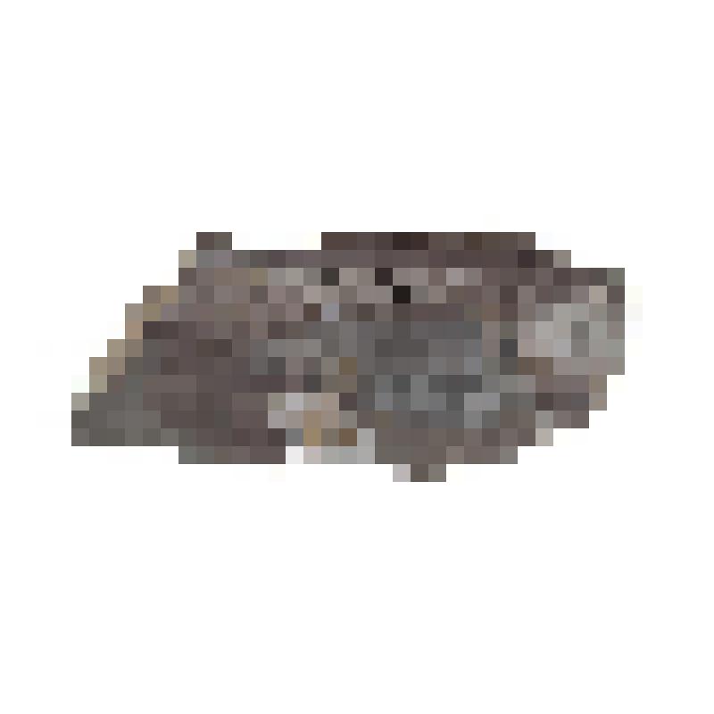 Тип брахиоподы. Brachiopoda. Отпечаток