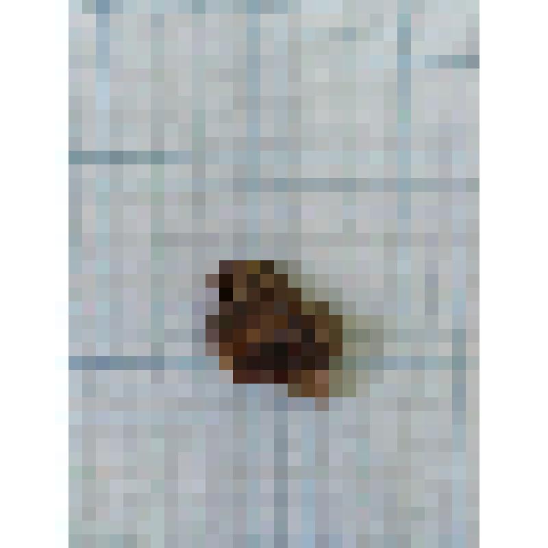 Стенка сосуда - фрагмент