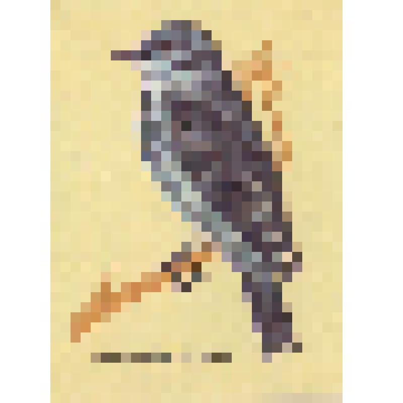 Спичечные этикетки СССР.  Серия спичечных этикеток - Певчие птицы. Серая мухоловка