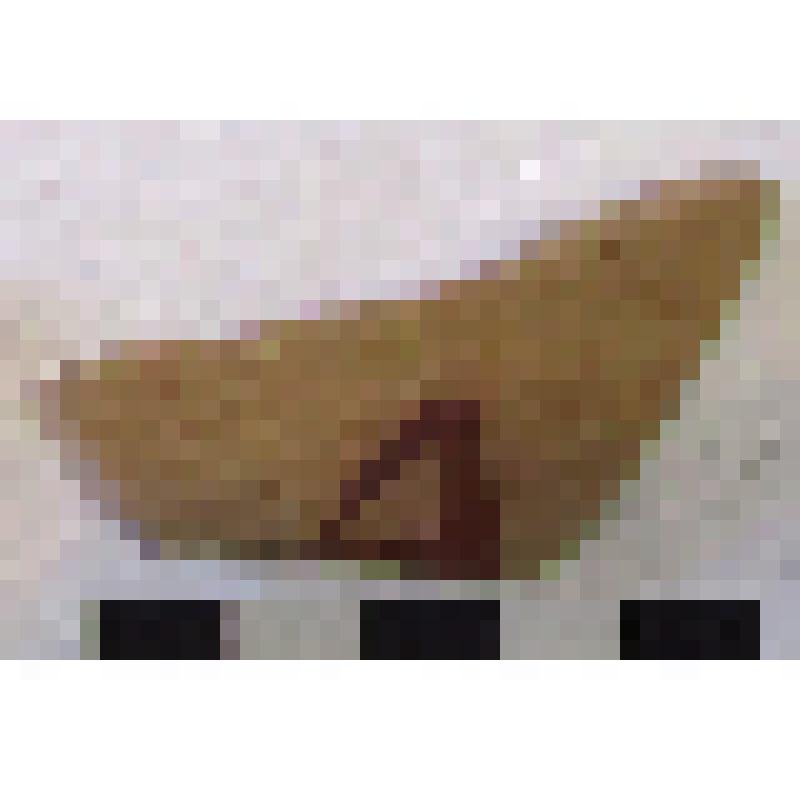 Фрагмент плеча амфоры типа D с дипинто