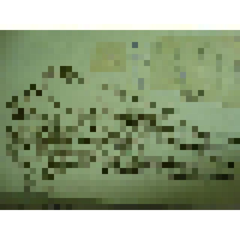 Гербарий. Мелкоцветник прямой, гербария М.И.Губельмана