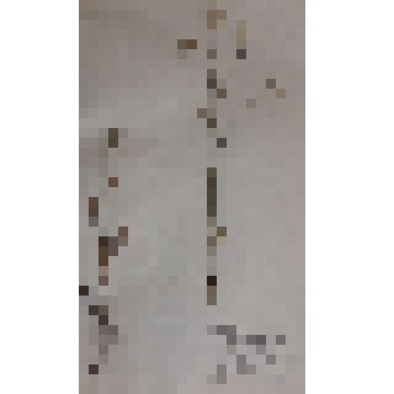 Растение "Сурепка обыкновенная"