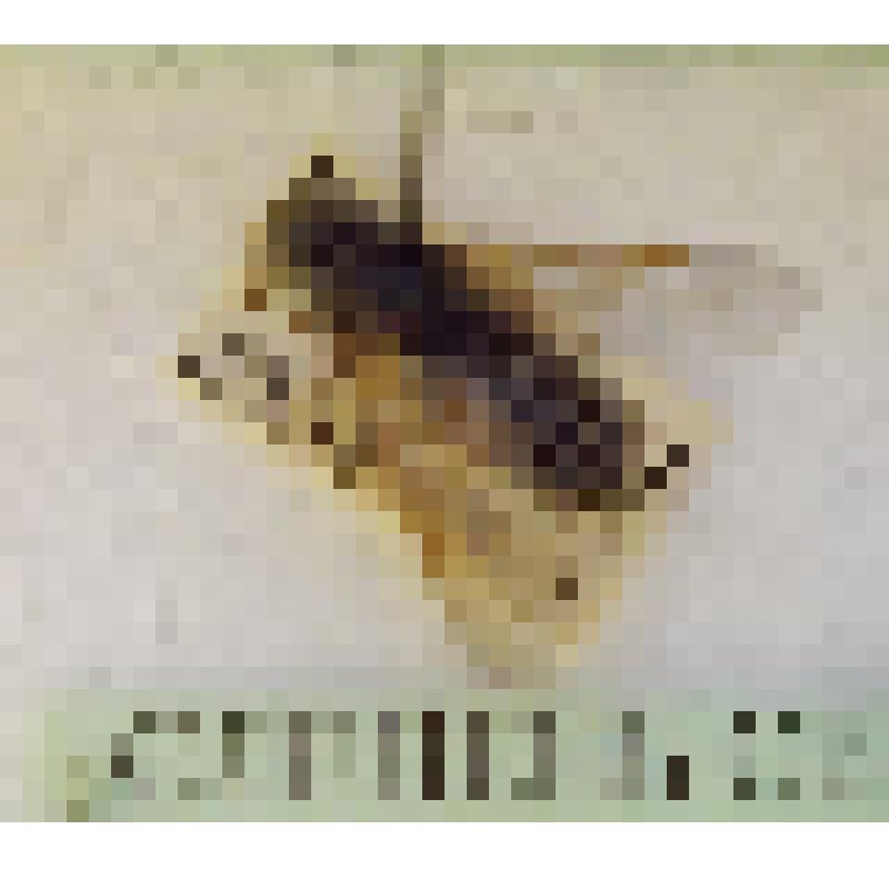 Класс: Насекомые (Insecta), Отряд: Двукрылые (Diptera, Linnaeus, 1758),  Семейство: Слепни (Tabanidae, Latreille, 1802), Род: Hybomitra Enderlein, 1922 "Слепень северный (Hybomitra borealis, Fabricius, 1781)  "