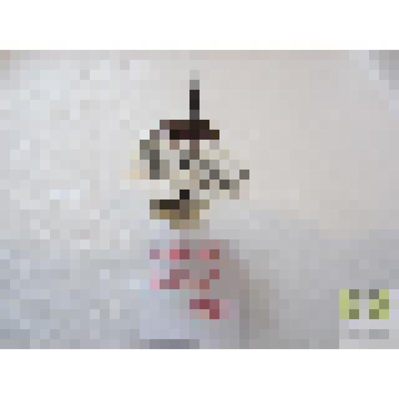 Кантокрыл пятнистый (Cymindis macularis Dej.)