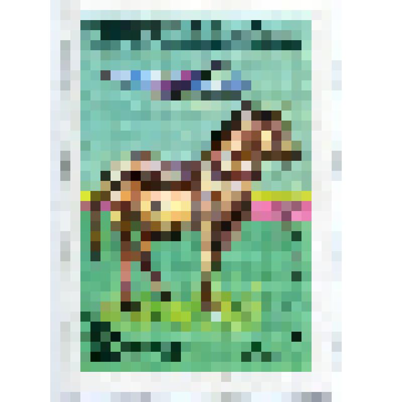 Марка почтовая. Животные авиатранспортом. Зебра горная. Номинал 2 риала