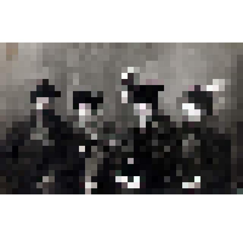Фотография. Портрет групповой. Исакова О.А. с мужем Исаковым М.И. и сестрами Мичуриной З.А., Сабашниковой Л.И. Ноябрь 1915 г