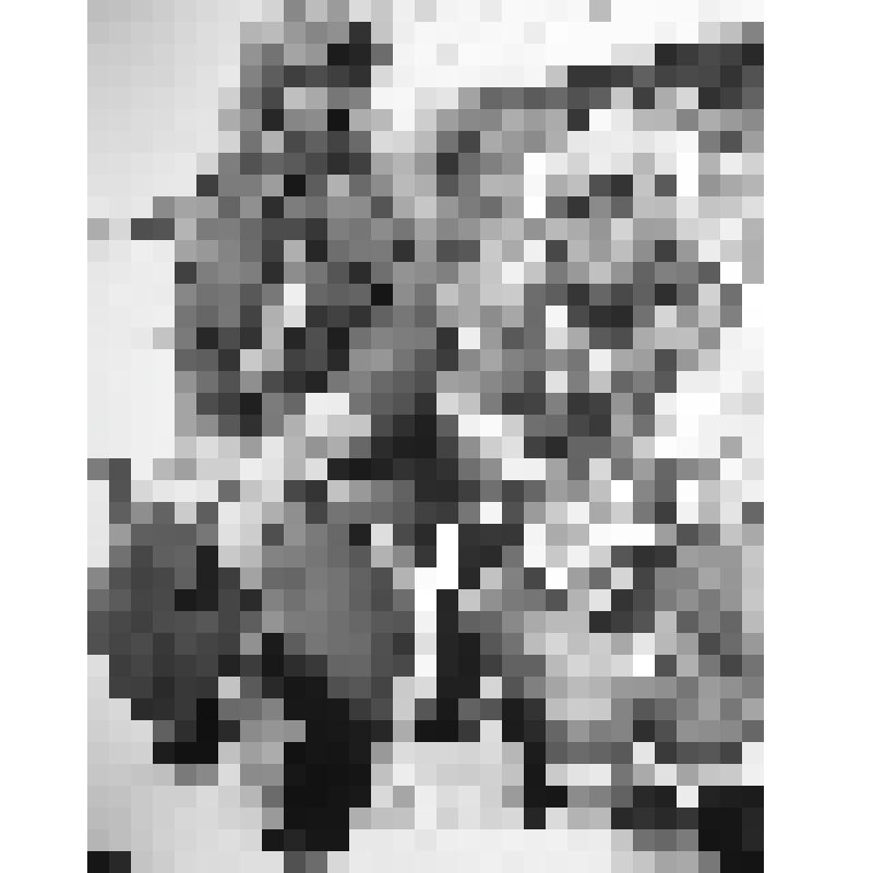 Фотография. Тром-аганские женщины