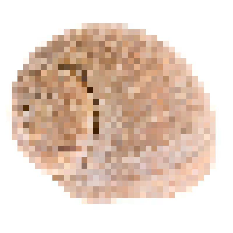 Раковина. Криптонатика янтостома. Cryptonatica janthostoma (Deshayes, 1839)