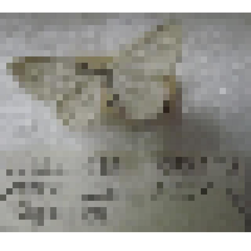 Бабочка "Пяденица терзата"