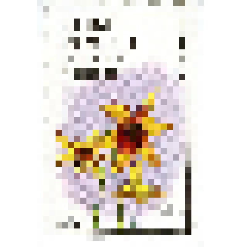 Марка  почтовая  художественная  (коммеморативная) государственной почты Гвинеи-Биссау номиналом 500 Р. 00  с изображением цветущей желтой лилии, серия «ЛИЛИИ», 1989 г