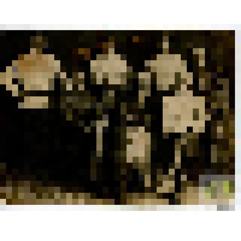 Фотография. Комсомольцы Дорогобужской организации, будущие учителя, собранные на областные курсы Красного учительства