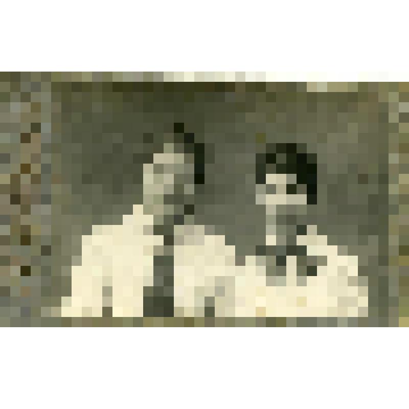 Фотография. Сестры Беркутовы