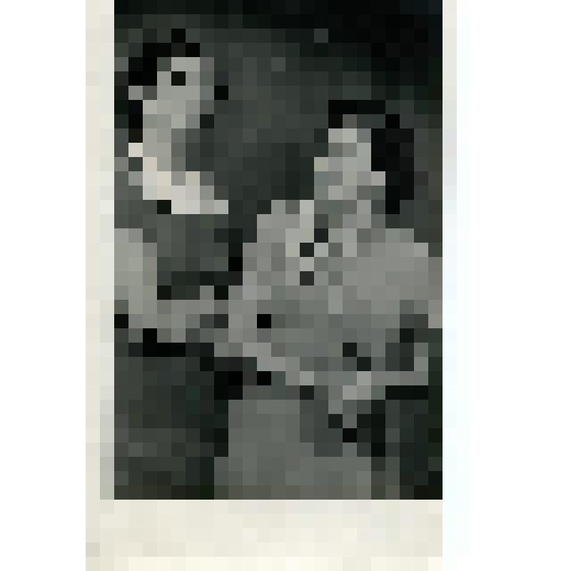 Фотография. Сцена из спектакля, обе стоят, одна обратилась к другой. "Стрекоза" (Пост. - Д. Тункель. Худ. - А. Матвеев.). Москва, Центральный театр Советской армии