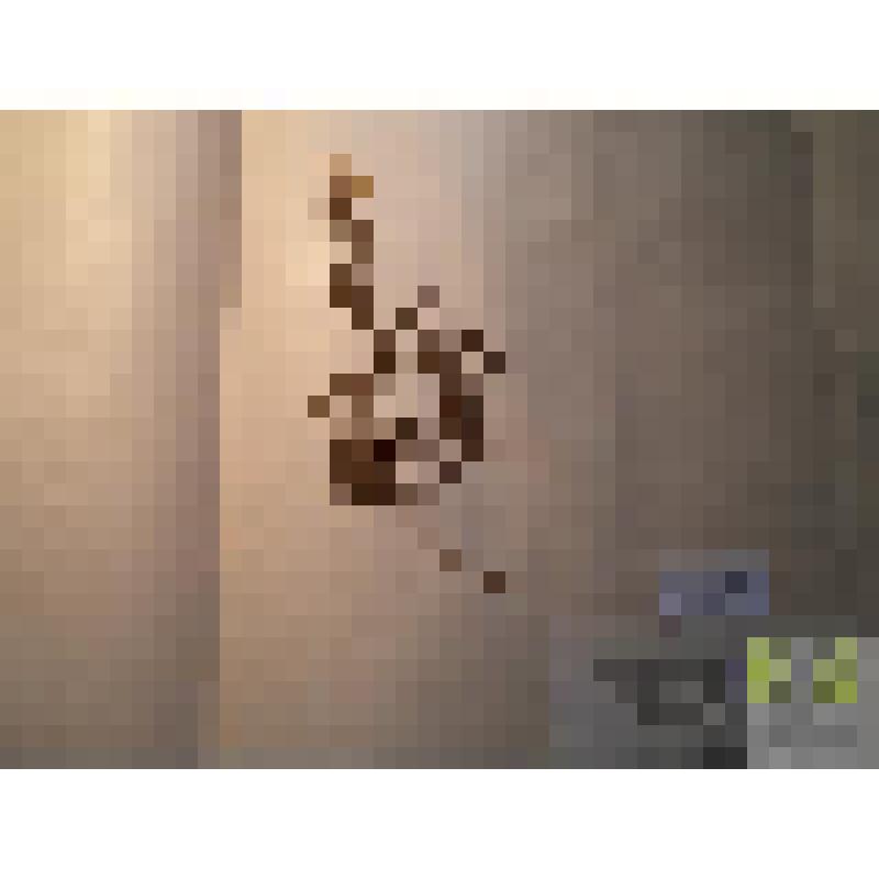 Чина луговая (Latyrus pratensis L.)