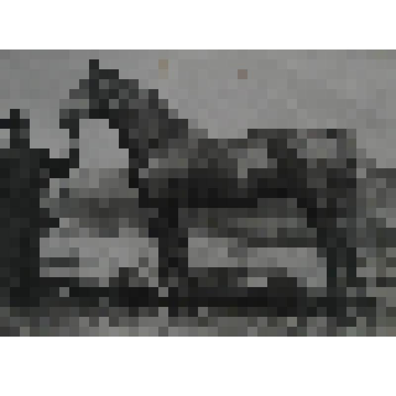 Фотография. Жеребец Менестрель (Удачный - Мазурка) 2.10,3 1928 г.р