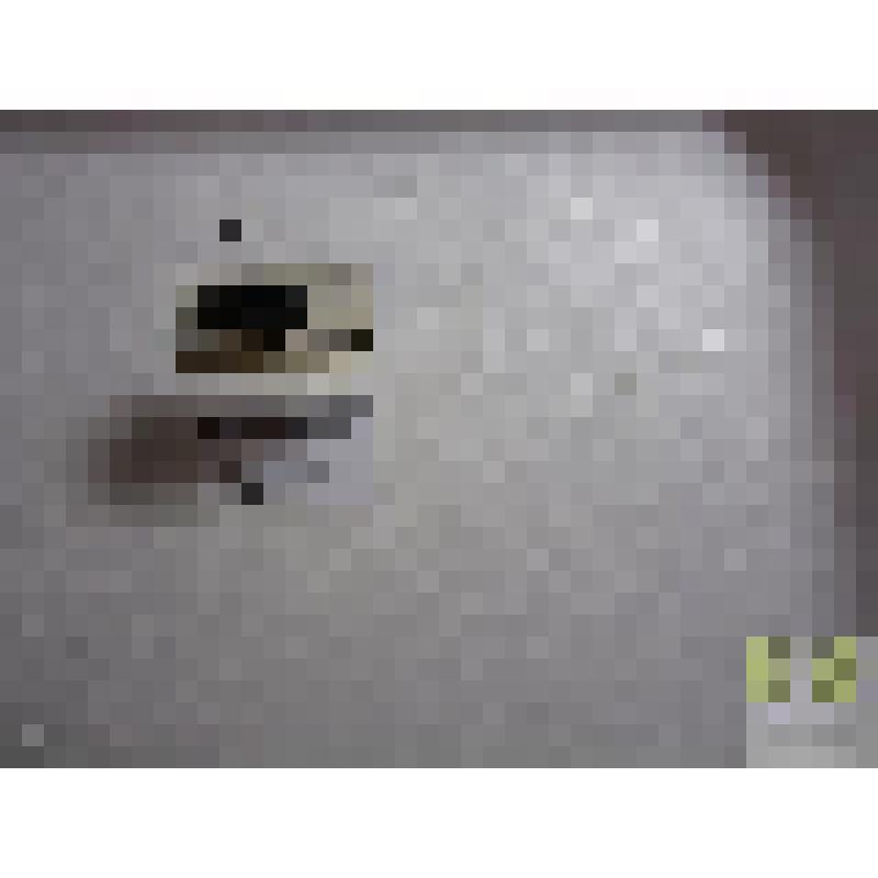 Бегун четырехточечный (Harpalus guadripunctaty)