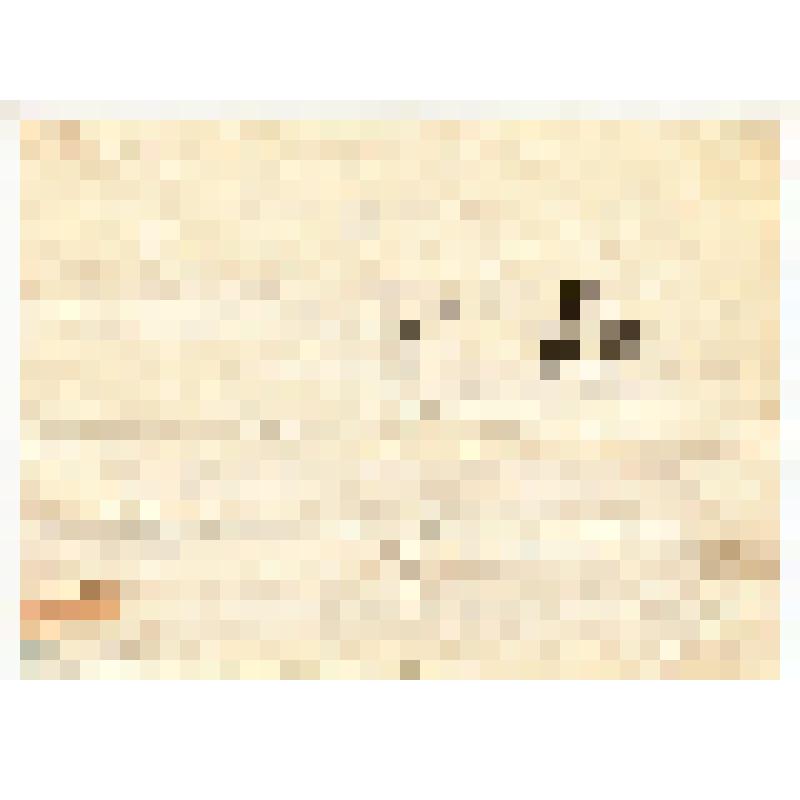 Телеграмма. Каверин Вениамин Александрович. Адресат: Кассиль Лев Абрамович, г. Москва - г. Москва. Машинопись